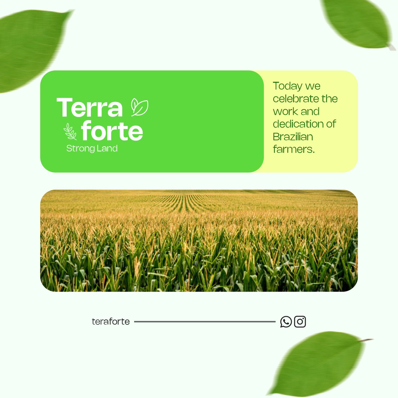Celebration Of Brazilian Farmers With Cornfield Background PSD Design Editable