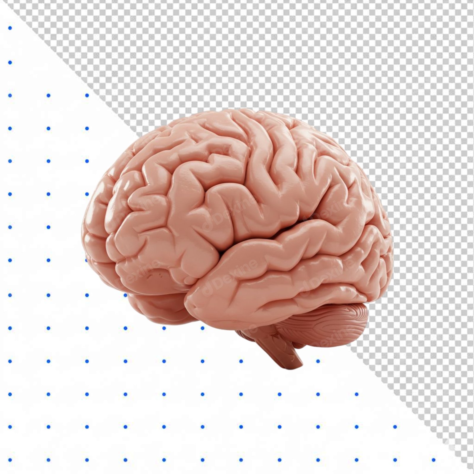 Human Brain Anatomy Isolated On Transparent Background PNG