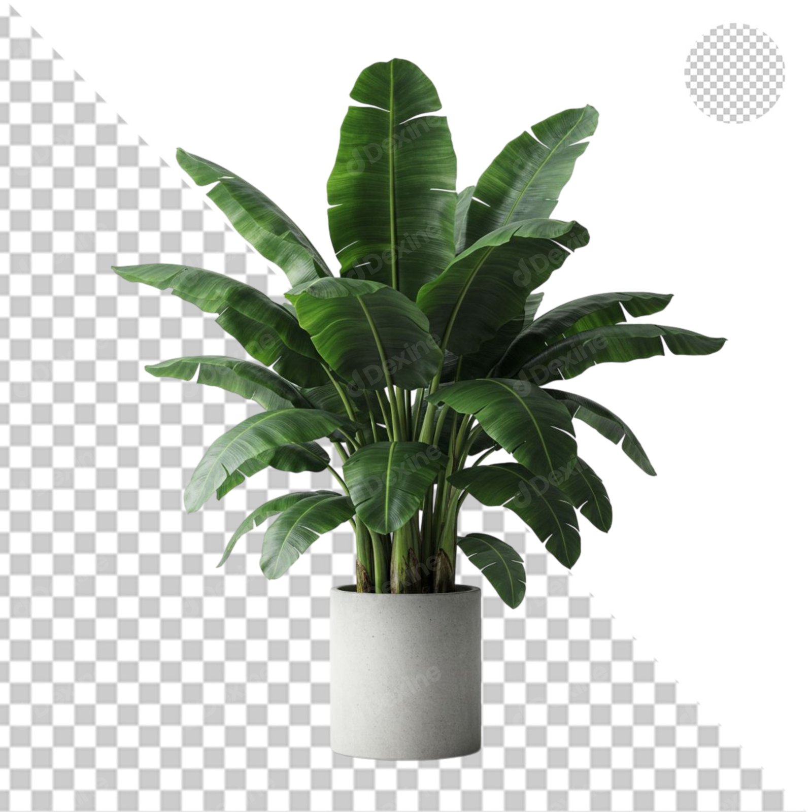 Large Tropical Potted Plant With Transparent Background PNG Cutout