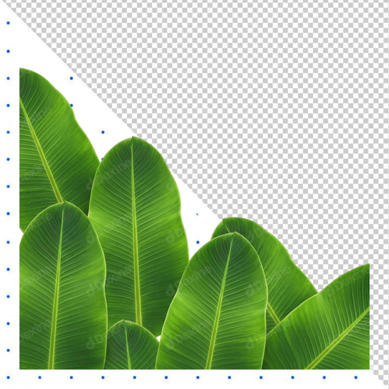 Lush Tropical Green Leaves Corner Arrangement Transparent Design Element