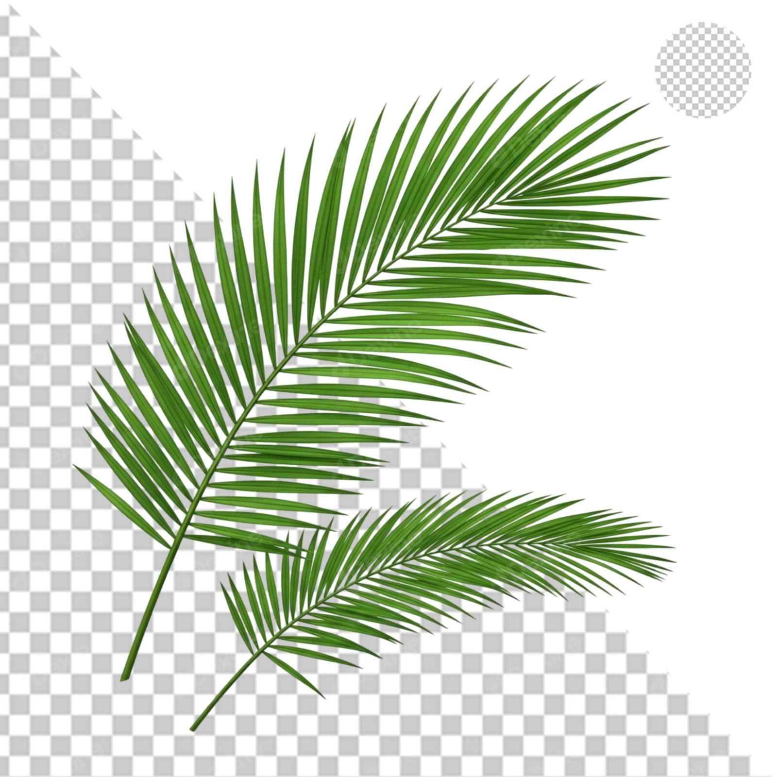 Tropical Green Palm Leaves Transparent PNG For Summer Design Elements
