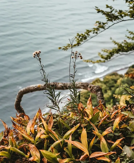 Free White Cliffs To Reprimand photo and picture