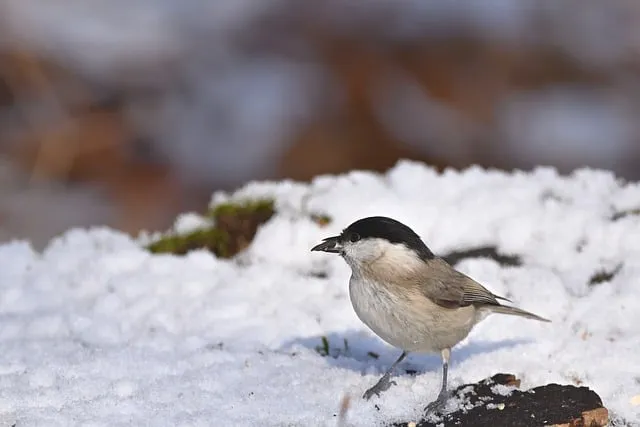 Free Tit Nature photo and picture