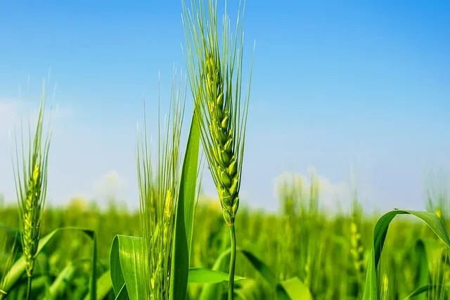 Free Crop Plant photo and picture