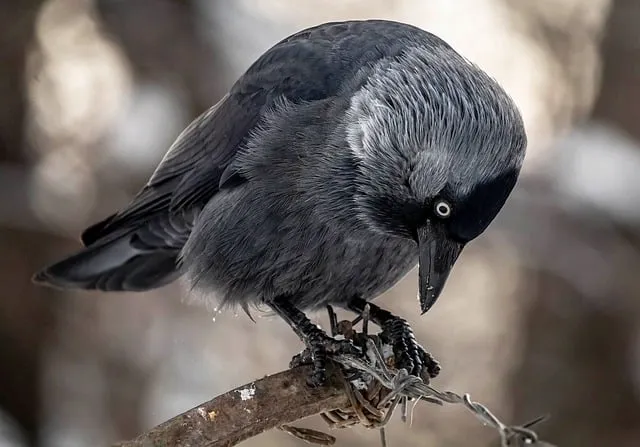 Free Bird Jackdaw photo and picture