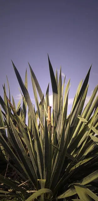 Free Flower Flower Background photo and picture