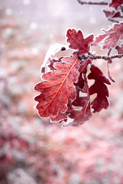 Free Leaf Nature photo and picture