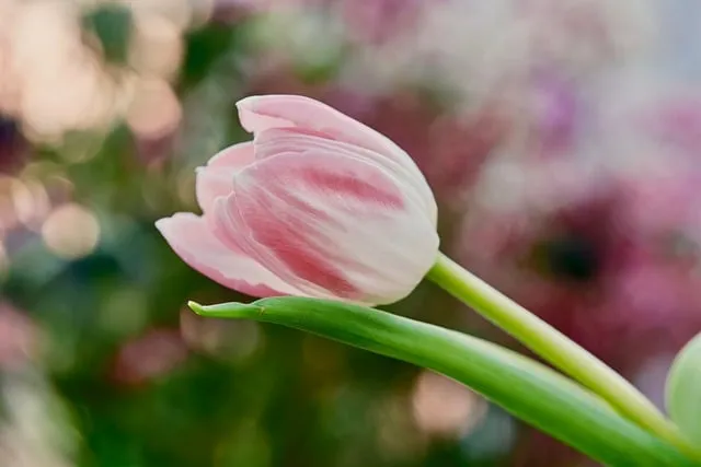 Free Tulip Pink Flower photo and picture