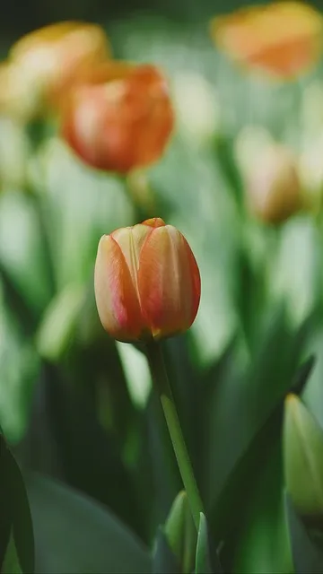 Free Spring Flowers photo and picture