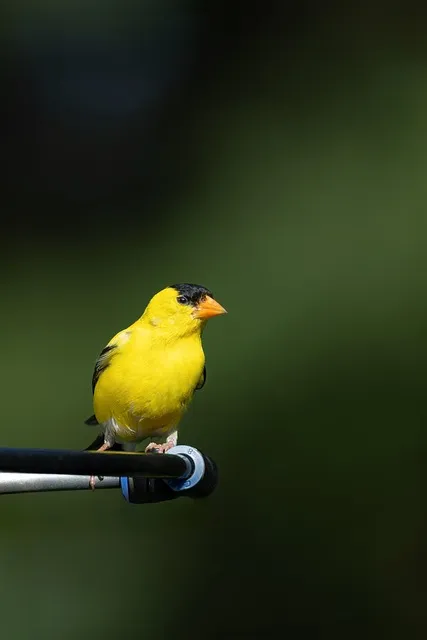 Free Bird Samsung Wallpaper photo and picture