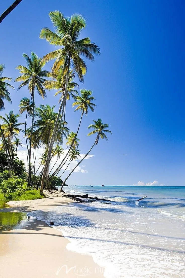 the beach is lined with palm trees and blue water in front of an ocean shore