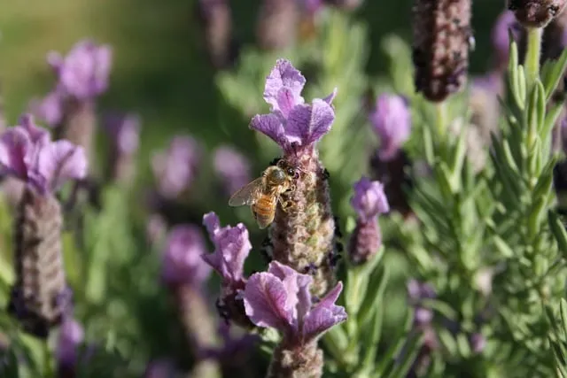 Free Lavender Beautiful Flowers photo and picture