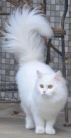 a white cat with long hair standing in front of a chair