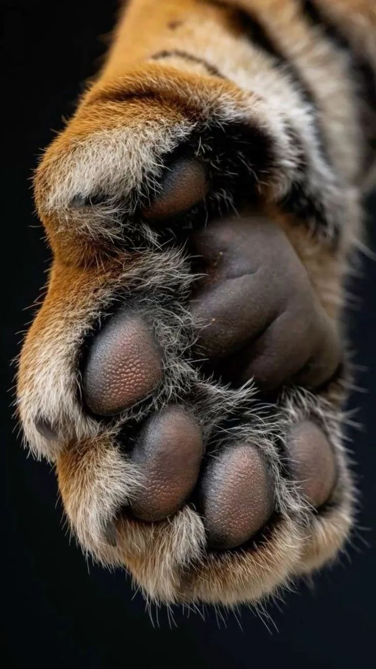 an animal's paw is shown with it's claws stretched out to the side
