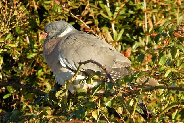 Free Bird Pigeon photo and picture
