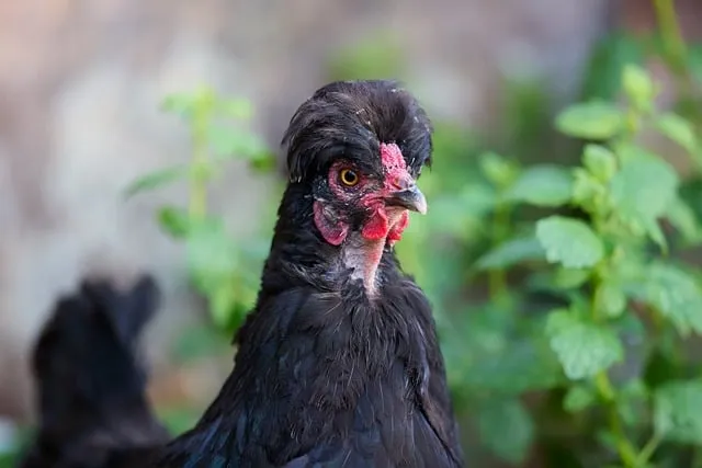 Free Chicken Hen photo and picture
