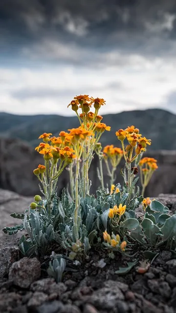 Free Flowers Mountain photo and picture