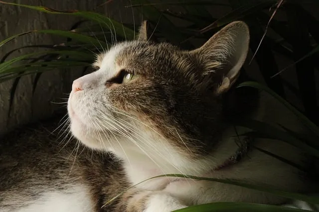 Free Cat Pet photo and picture