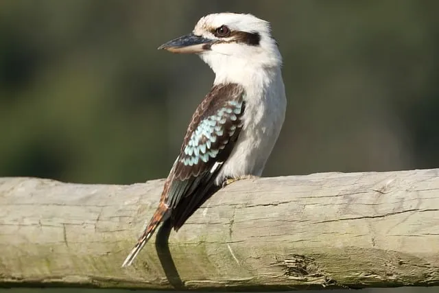 Free Kookaburra Wildlife photo and picture