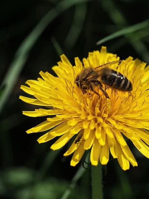 Free Bee Insect photo and picture