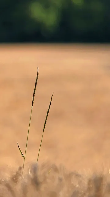 Free Grass Phone Wallpaper photo and picture