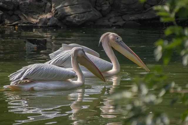 Free Pelican Animals photo and picture