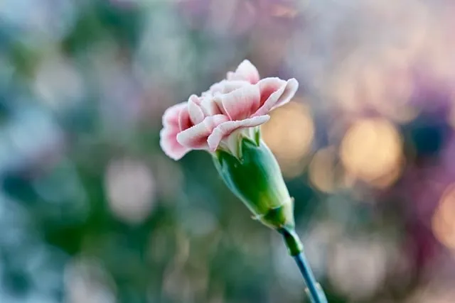 Free Carnation Nature photo and picture