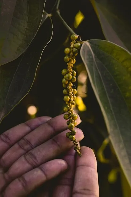 Free Pepper Spices photo and picture