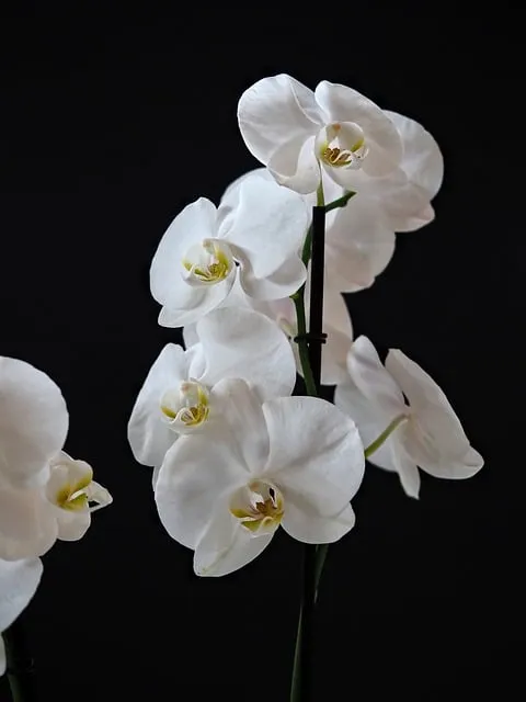 Free Orchid Flower photo and picture