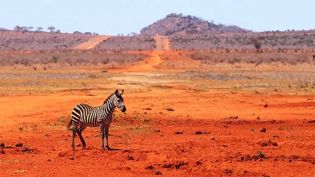 Free Zebra Nature photo and picture