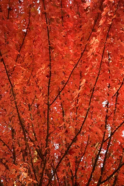 Free Fall Trees photo and picture