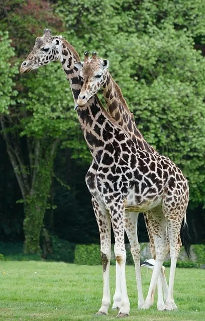 Free Neck Giraffe photo and picture