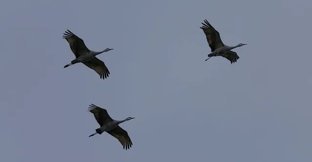 Free Cranes Birds photo and picture