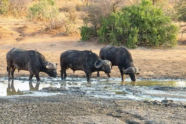 Free Buffalo Drinking photo and picture