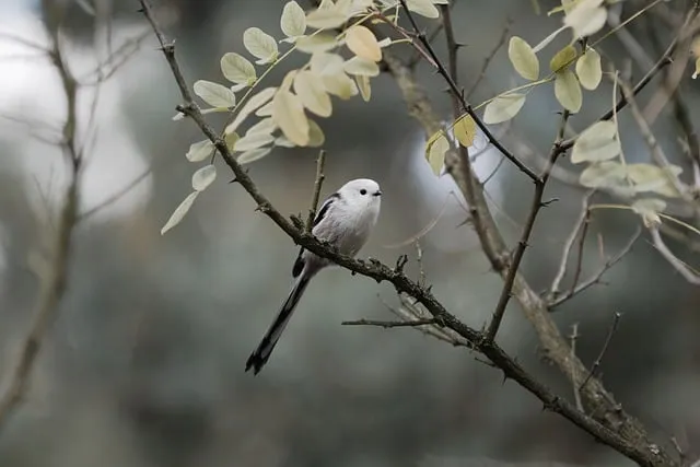 Free Songbird Bird photo and picture