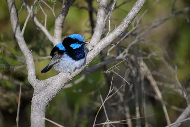 Free Superb Fairywren Fairywren photo and picture