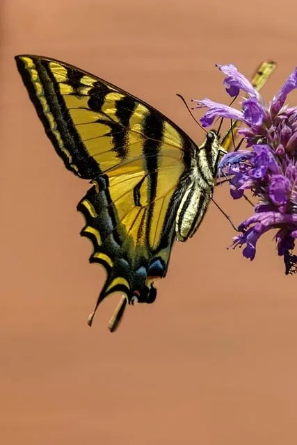 Free Western Tiger Swallowtail Butterfly photo and picture