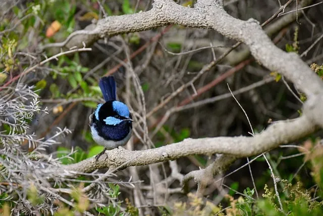 Free Superb Fairywren Fairywren photo and picture