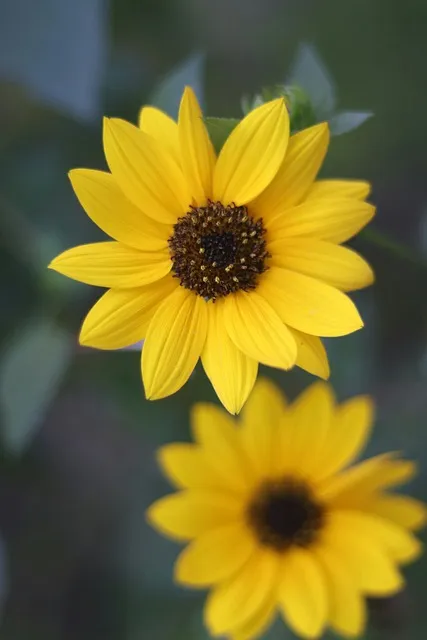 Free Sunflower Flower photo and picture