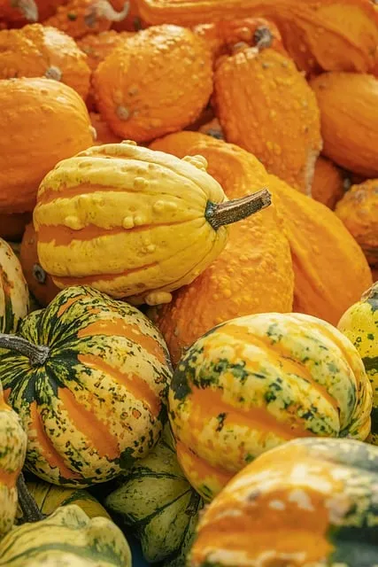 Free Gourd Pumpkin photo and picture