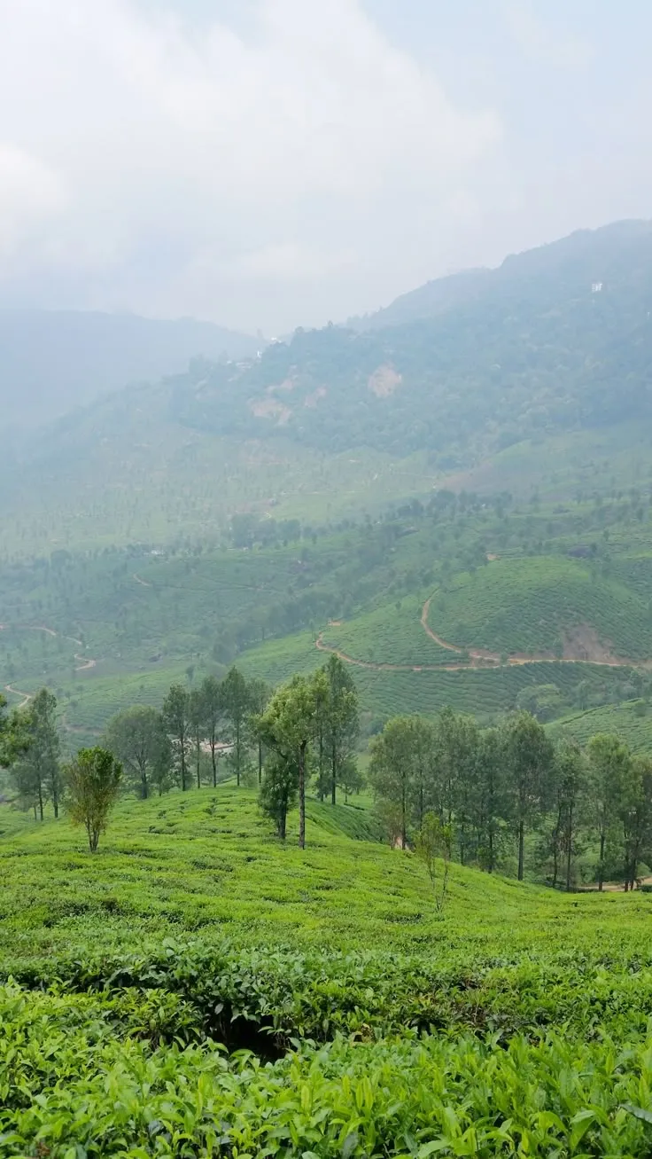 Places to visit in India: Kerala tea plantation trek
