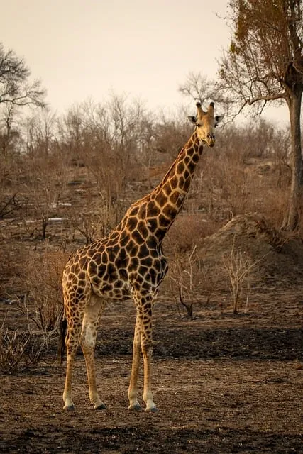 Free Giraffe Wilderness photo and picture