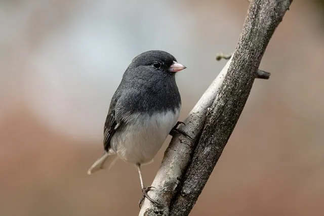 Free Junco Branch photo and picture