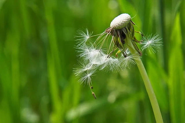 Free Dandelion Flower photo and picture