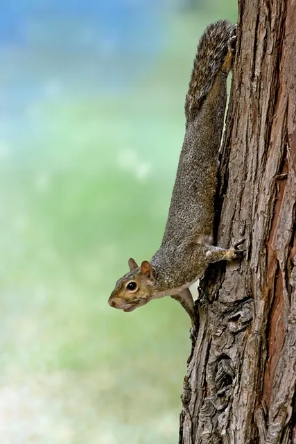 Free Squirrel Animal photo and picture