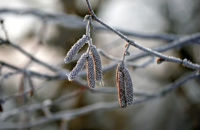 Free Kitten Hazelnut photo and picture
