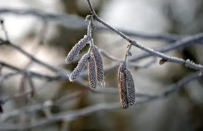 Free Kitten Hazelnut photo and picture
