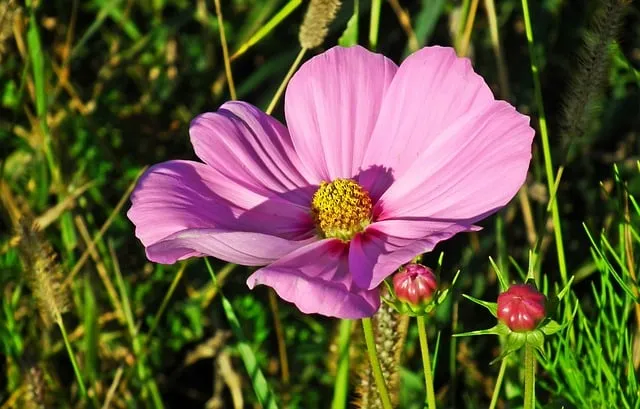 Free Cosmos Pink photo and picture