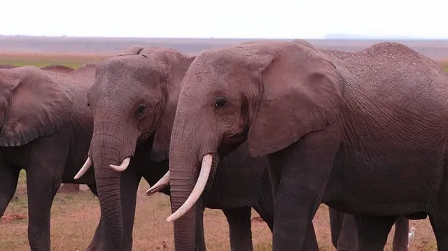 Free Elephant Africa photo and picture