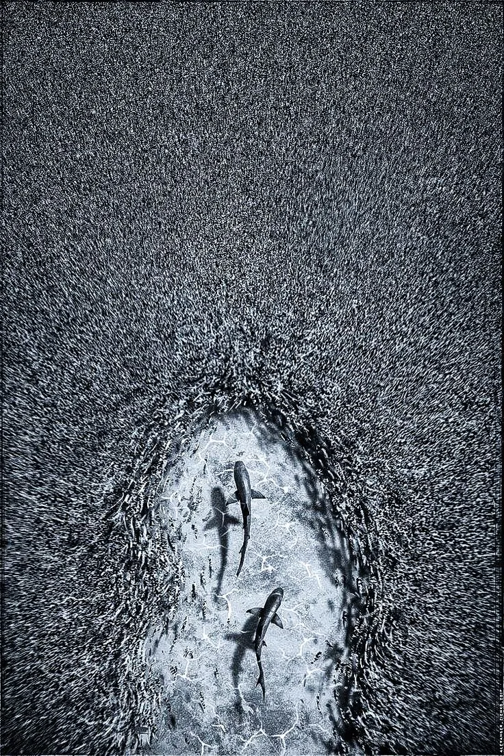 two people are swimming in the ocean with their shadows on the water's surface